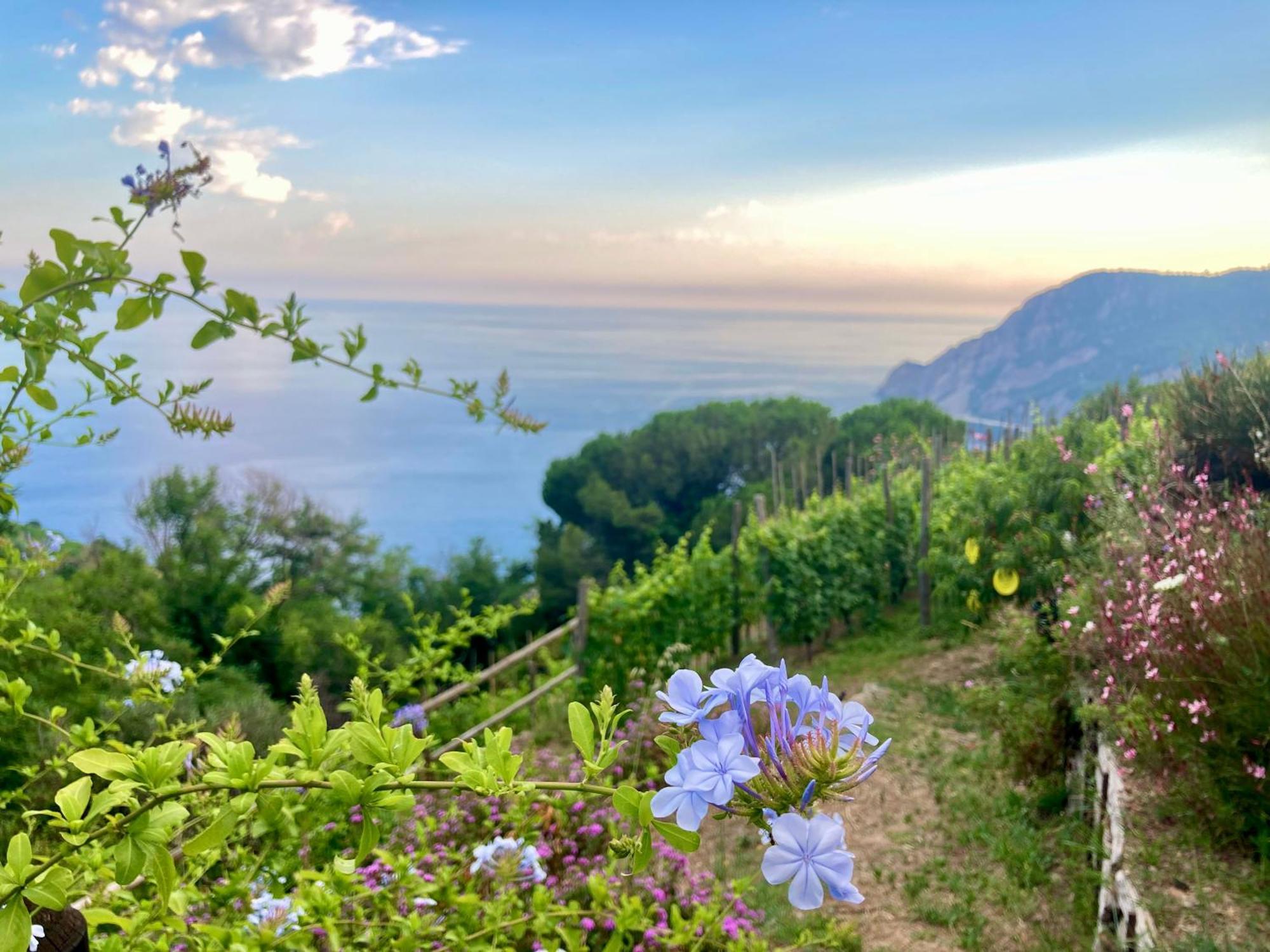 Villa Pietrafiore Monterosso al Mare Zewnętrze zdjęcie