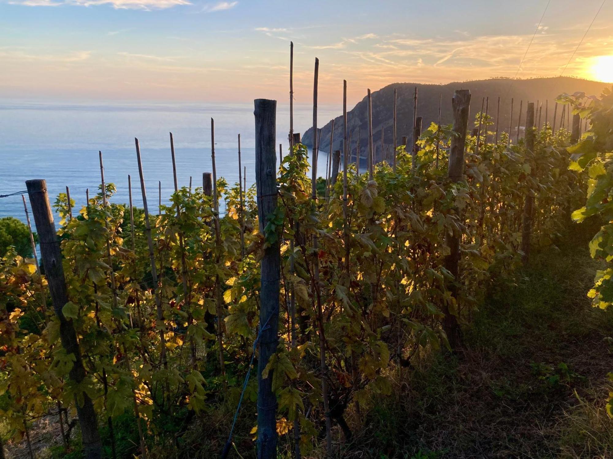 Villa Pietrafiore Monterosso al Mare Zewnętrze zdjęcie