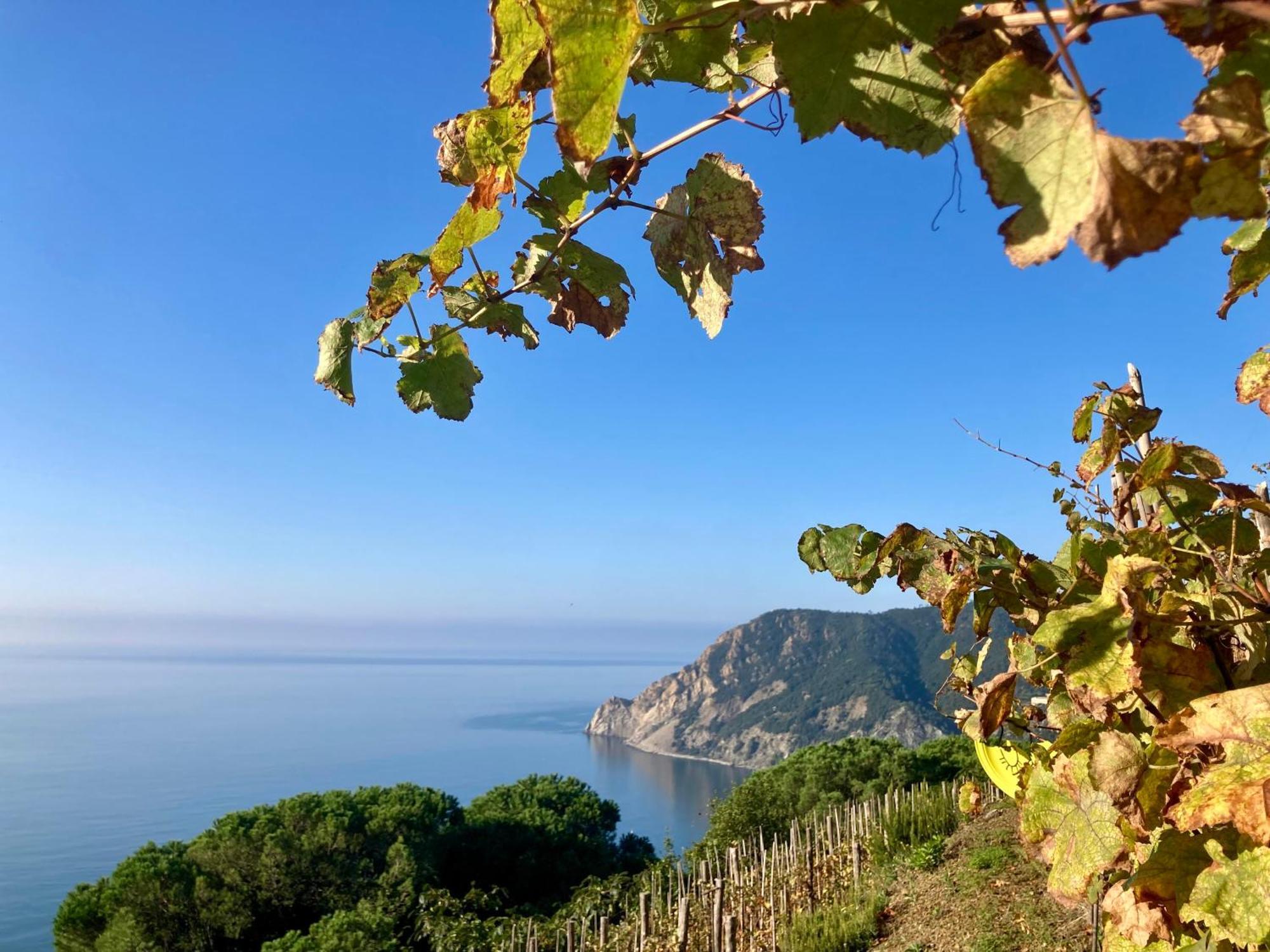 Villa Pietrafiore Monterosso al Mare Zewnętrze zdjęcie